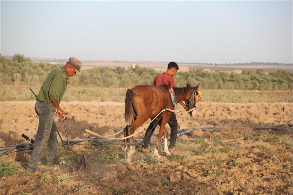 Israeli Occupation Forces Prevent Palestinians Of Third Of Their Agricultural Lands