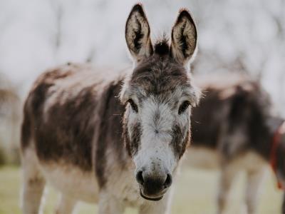  China Interested In Importing Donkeys From Pakistan 