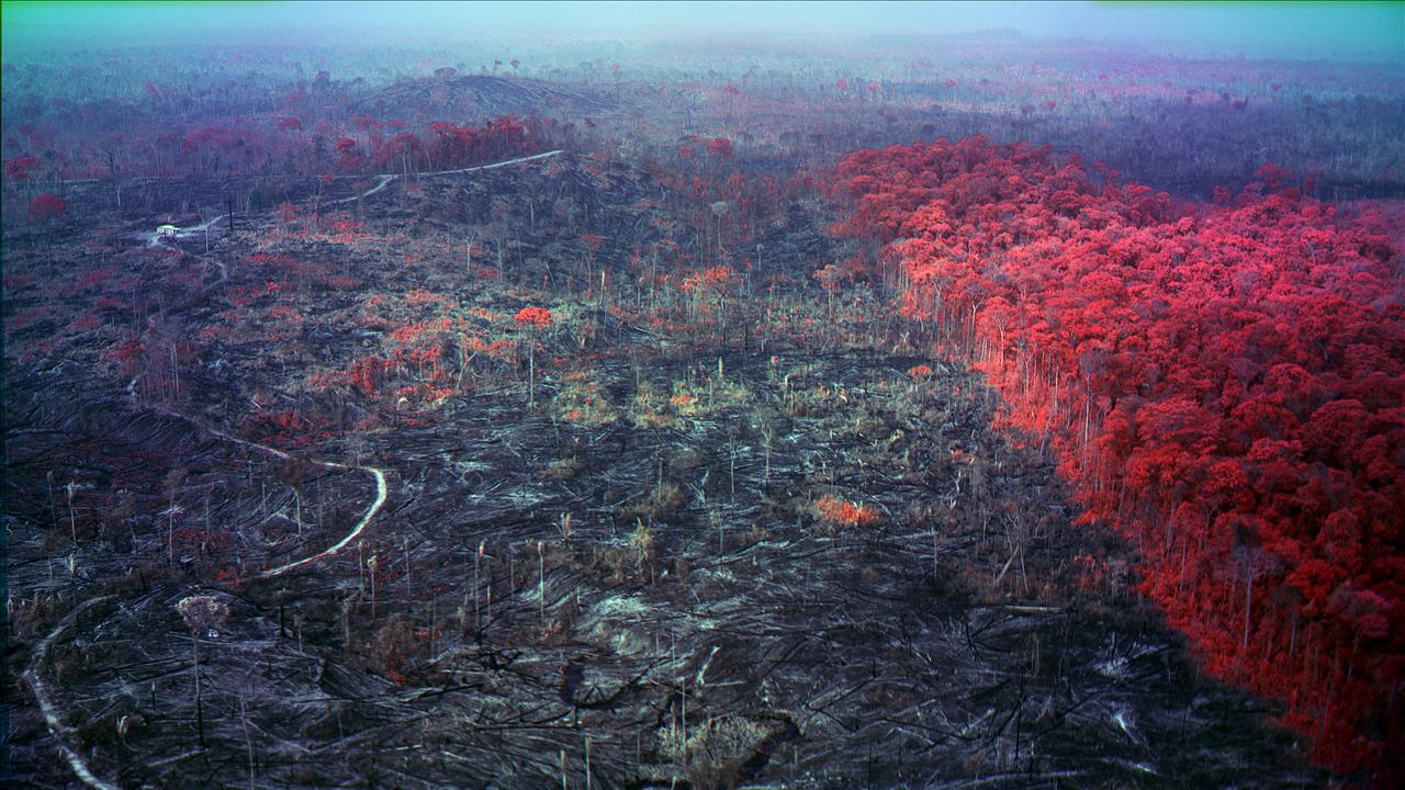 'Beautiful And Terrifying': How Artist Richard Mosse Brings Us The Vast, Significant And Urgent Story Of The Amazon's Destruction