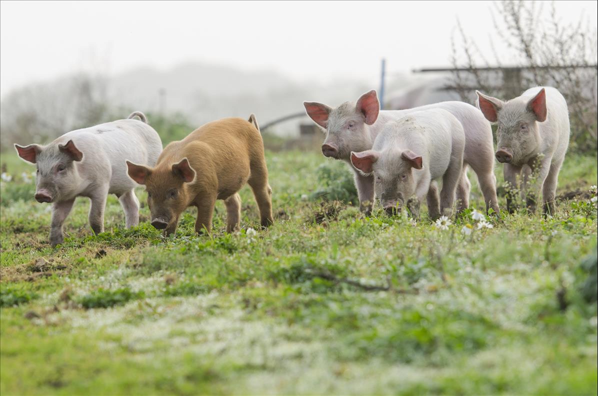 Supreme Court Grapples With Animal Welfare In A Challenge To A California Law Requiring Pork To Be Humanely Raised