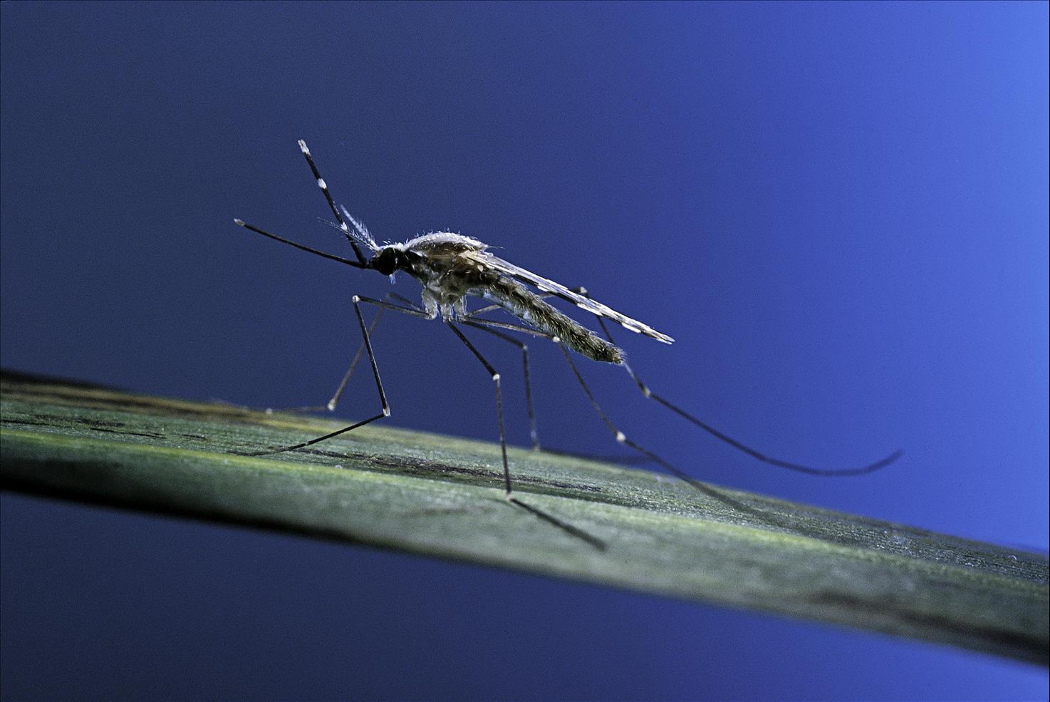 Genetically Changed Mosquitoes Could Transform Africa's Long Fight Against Malaria