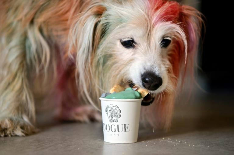 Haute-dog cuisine: US restaurant caters to canine gourmets