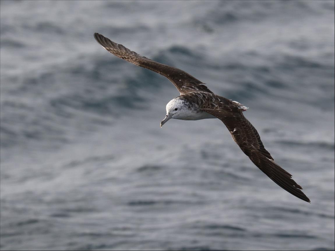 How We Tracked One Small Seabird Species' Remarkable Flight Into A Typhoon