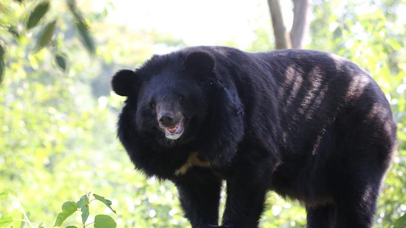 Mother-Daughter Duo Among Four Injured In Bear Attack In J&K's Poonch