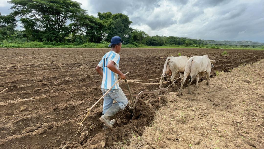 Fuel, Cartels And Gmos: New Challenges In The Venezuelan Countryside