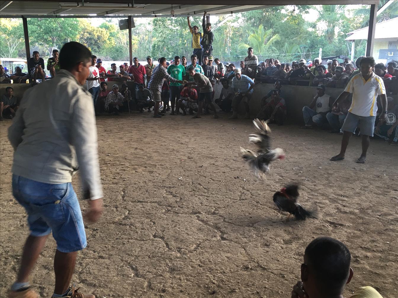 Cash For The Winner, The Loser For Dinner: Cockfighting In Timor Leste Is A Complicated Game