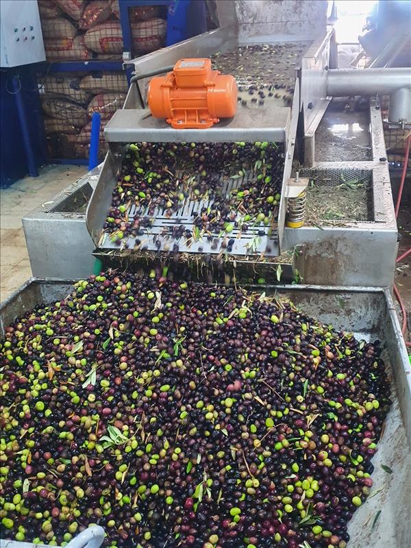 Jordanian Olive Farmers Squeeze Season's Crop To Extract Oil