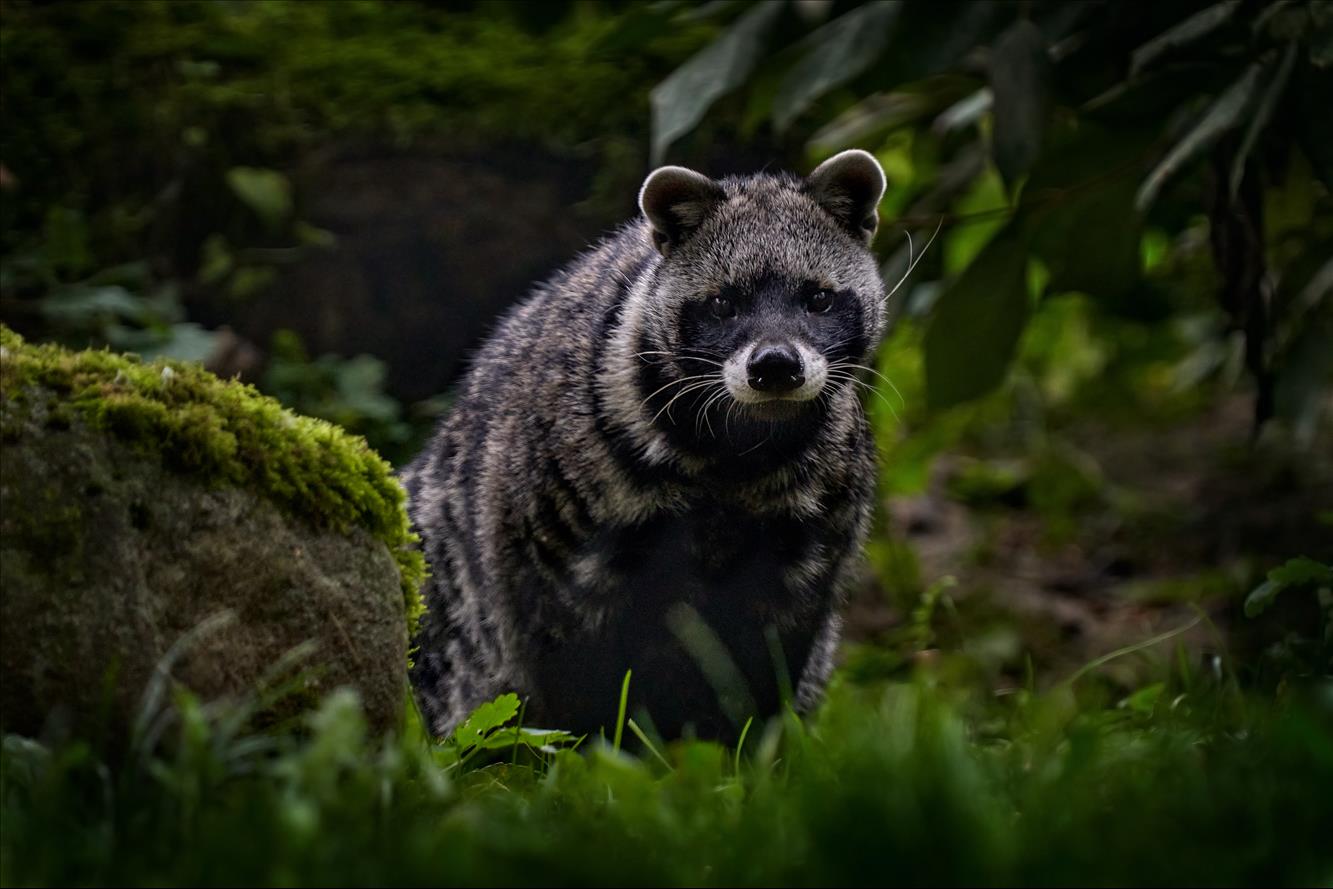 Civet Musk, A Precious Perfume Ingredient, Is Under Threat. Steps To Support Ethiopian Producers And Protect The Animals