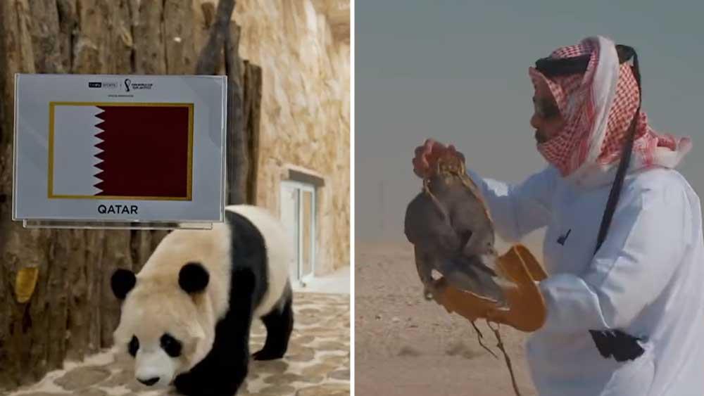 Giant Pandas And Falcon Turn Psychic For The Day, Predicts Qatar Ecuador Match Winner