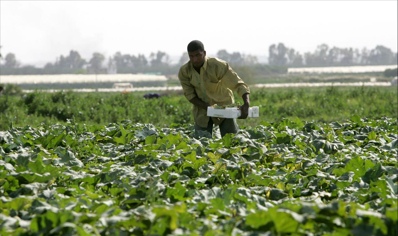 “الزراعة المستدامة”.. أساس تحقيق الأمن الغذائي