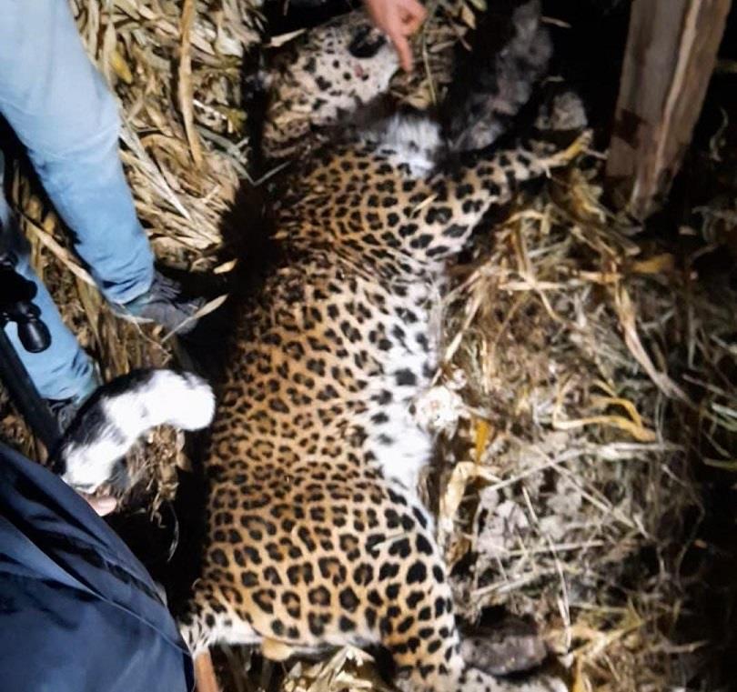 Leopard Captured Alive In Baramulla Village