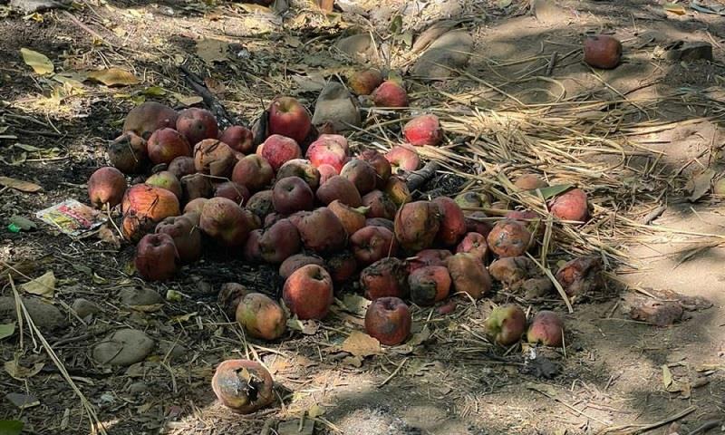 Wildlife Deptt Asks Orchardists To Dump Leftover Apples In Pits