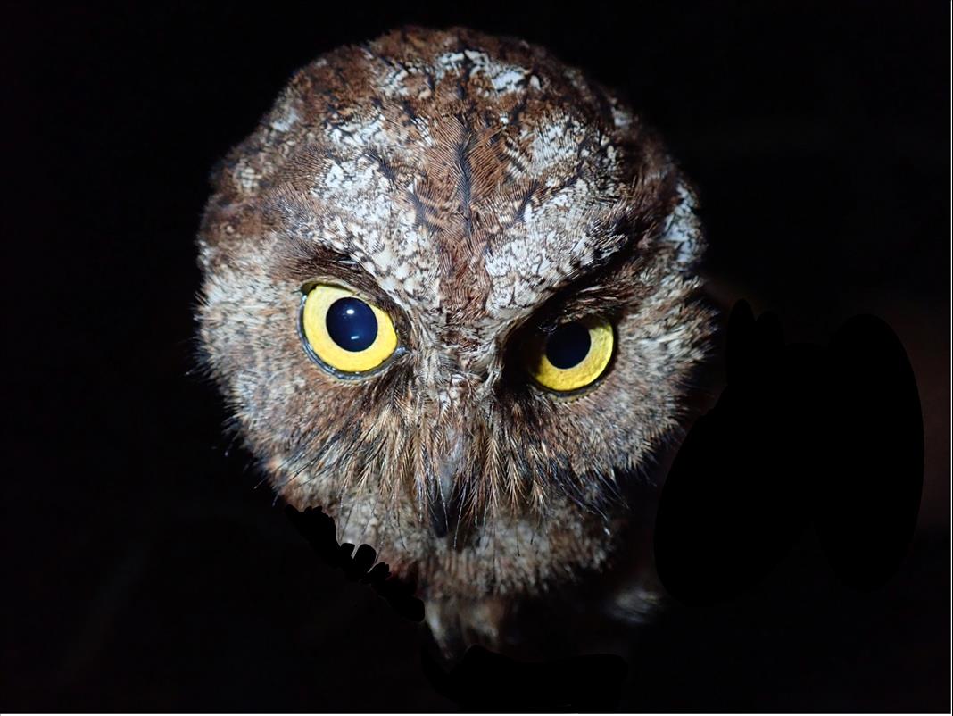 We Discovered A New Species Of Owl  But We Already Think It's In Danger
