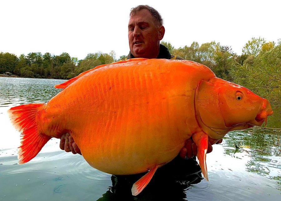 بريطاني يصطاد اكبر سمكة ذهبية في العالم - فيديو