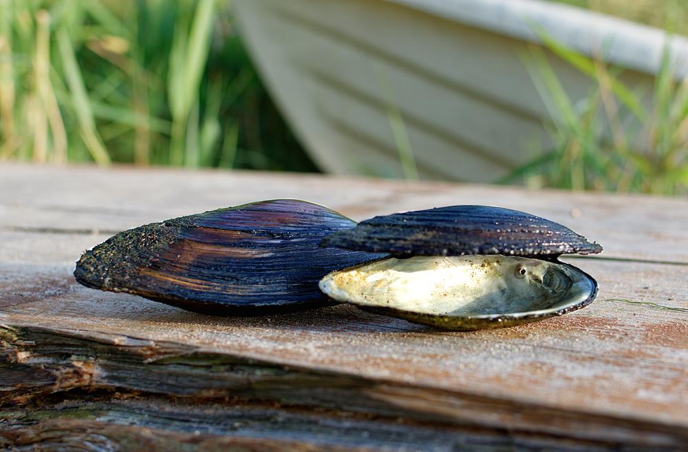 Mussels Are Disappearing From The Thames And Growing Smaller  And It's Partly Because The River Is Cleaner