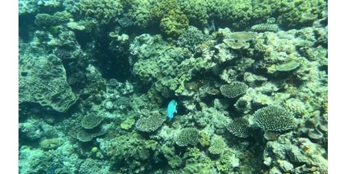 تدهور الحاجز المرجاني العظيم في أستراليا لا يزال مستمراً (اليونسكو)
