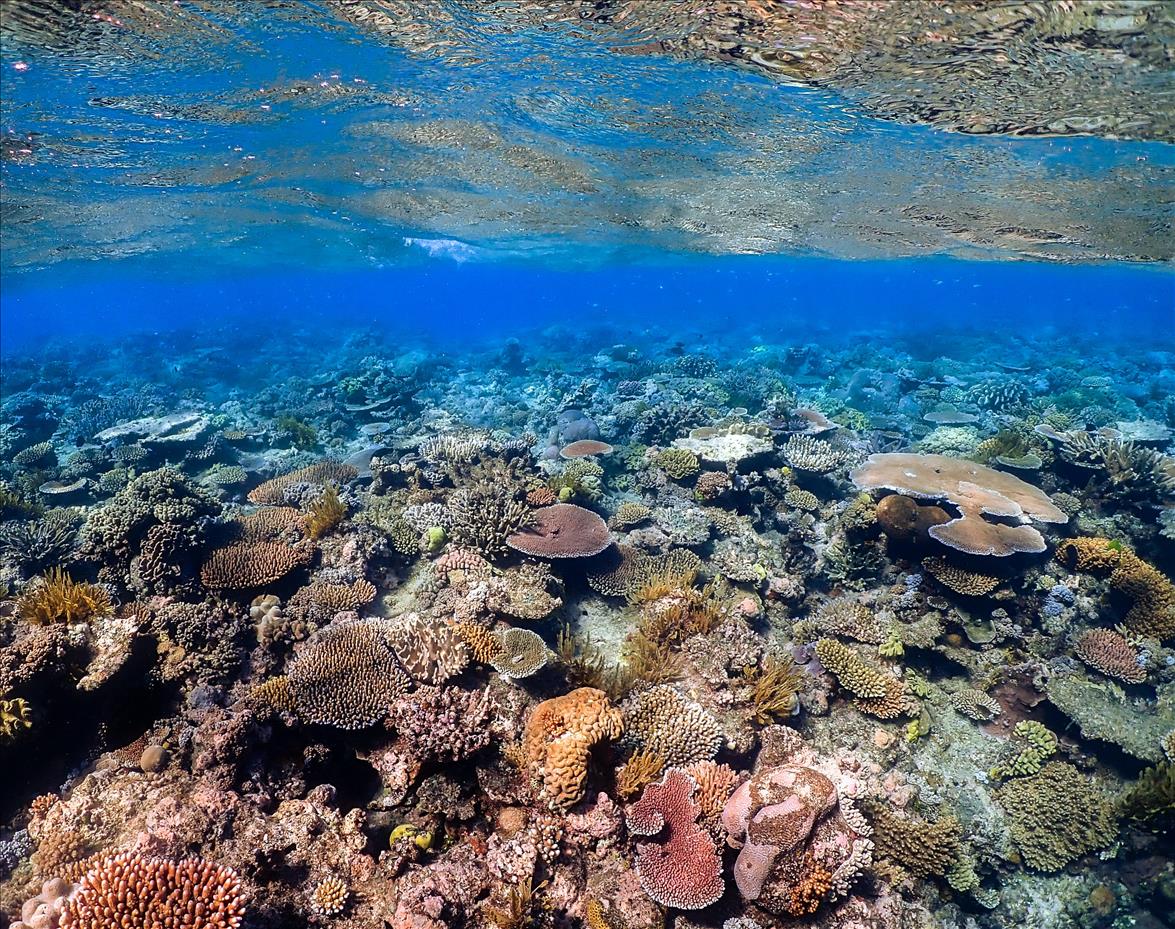 We All Know The Great Barrier Reef Is In Danger  The UN Has Just Confirmed It. Again