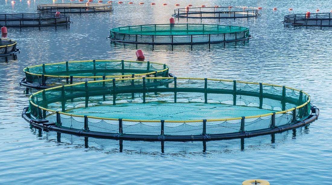 قطاع الاستزراع السمكي في الإمارات يشهد تطوراً نوعياً'