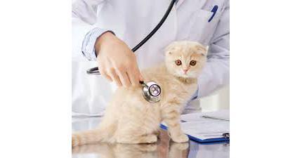 Veterinary Products For Companion Animals Market Regional And Country-Level Analysis | Value USD 23180 Million By 2031