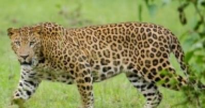 Bengaluru On High Alert As People Spot Leopards