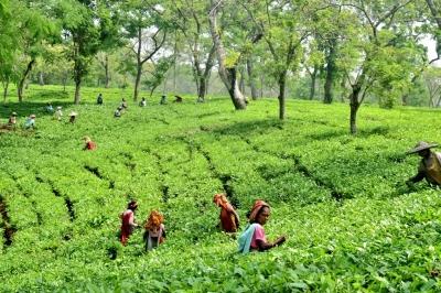  Lab Tests By Experts Scotch Safety Concerns About Tea Produced In Bengal, NE 