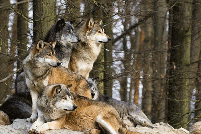 Common Parasite Emboldens Infected Wolves To More Likely Lead Pack