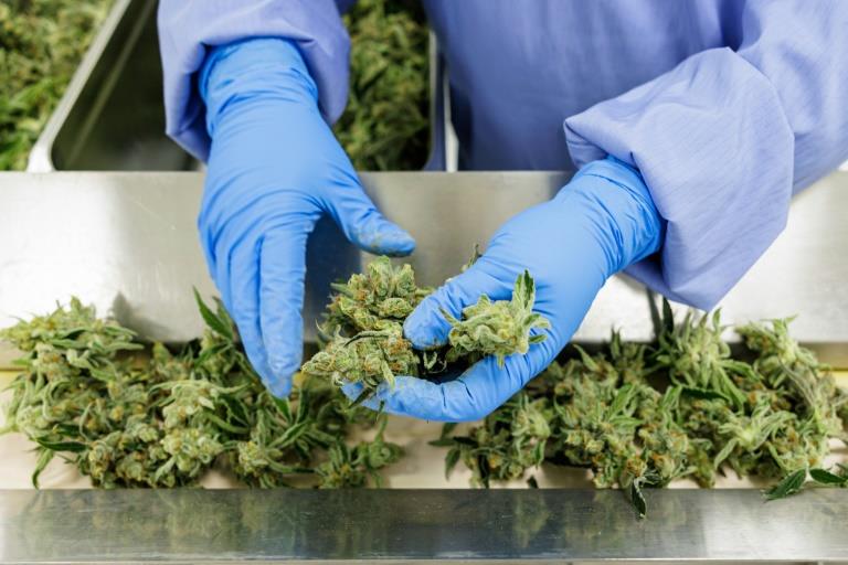 Germany's homegrown cannabis industry awaits legalisation