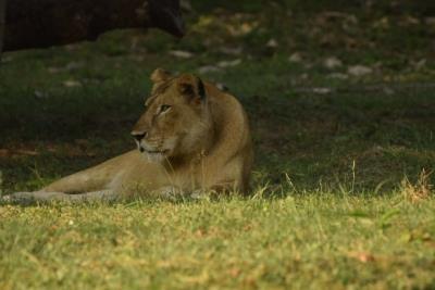 Lioness At Etawah Safari Dies Due To Illness 
