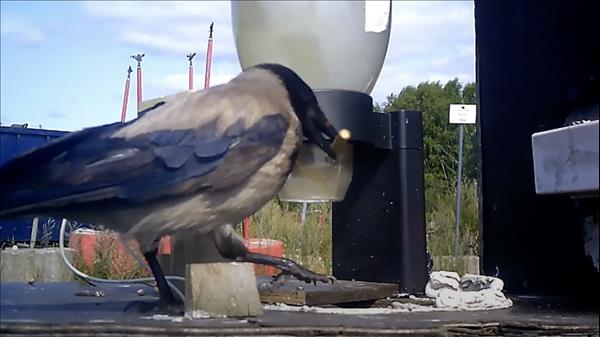 Swedish Company Trained Crows To Pick Up Cigarette Butts