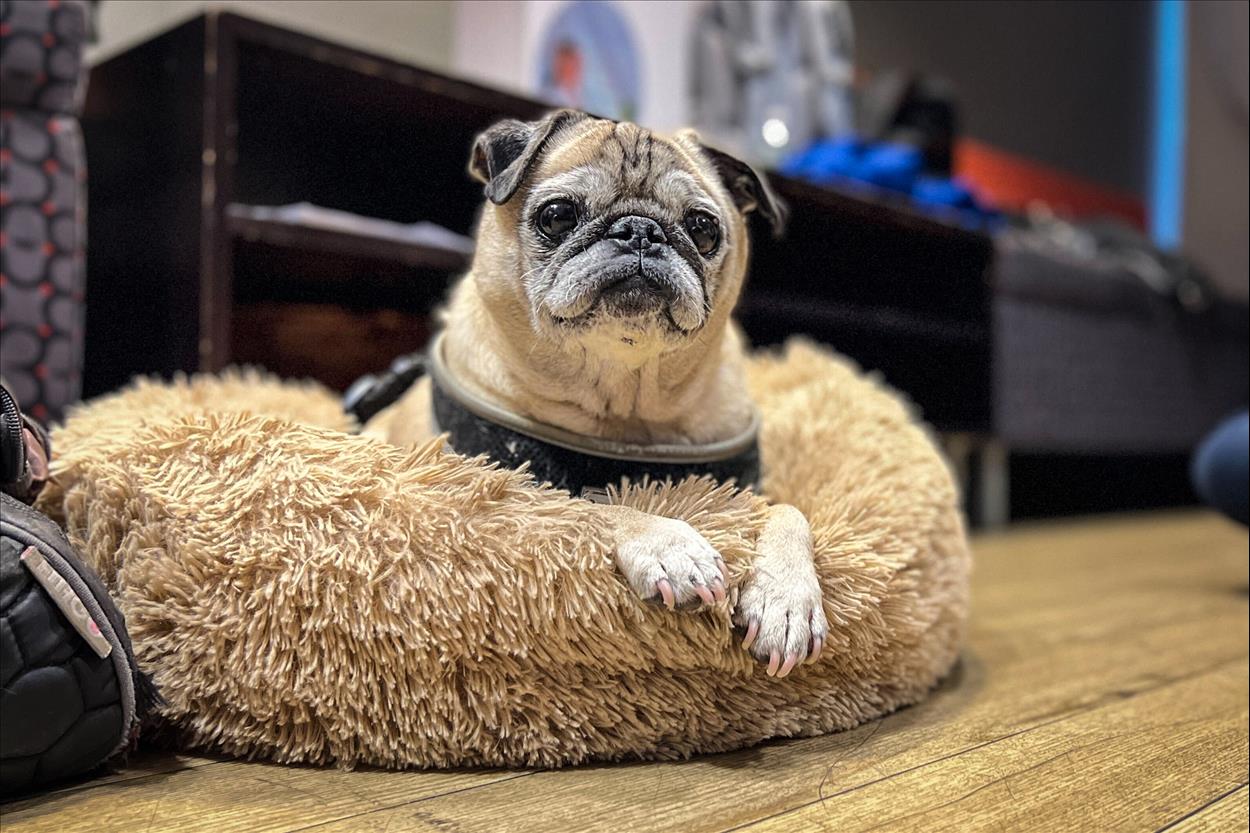 The Ultimate No Bones Day: The Death Of Tiktok Pug Noodle Shows How We Can Grieve Online For Animals We've Never Met