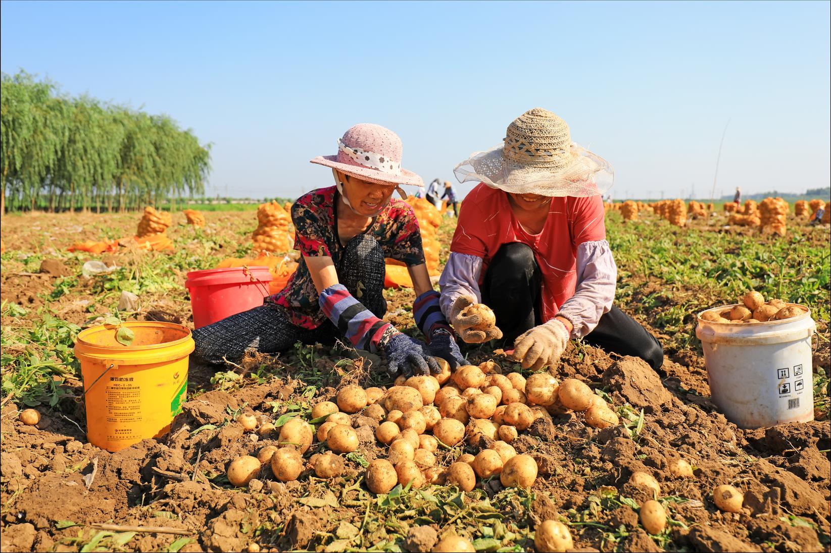 China Wants More People To Eat Potatoes  How Changing National Diets Could Help Fix Our Global Food Crisis. Podcast