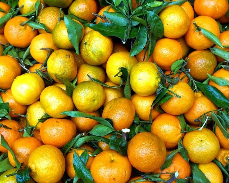 Iran's Northern Prov. Plans Citrus Fruits Exports To China