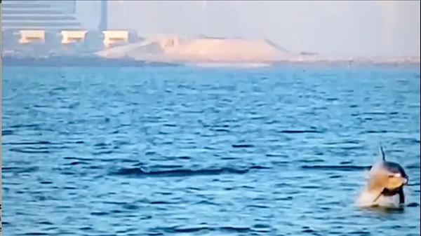 Spotted In Dubai: 'Hundreds' Of Dolphins Seen Off Kite Beach