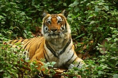 Anamalai Tiger Reserve