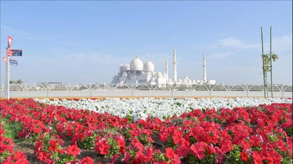 Look: Abu Dhabi Blooms With 8 Million Flowers This Winter