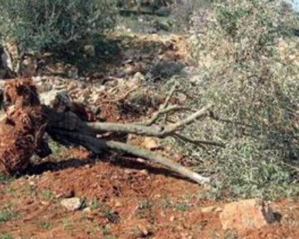 Palestinian Farmer Ordered By Israeli Soldiers Not To Use His Land And To Uproot Olive Saplings