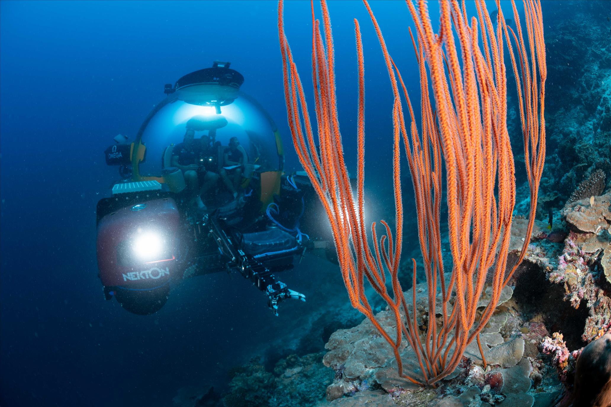 Deep Sea Reefs Are Spectacular And Barely-Explored  They Must Be Conserved