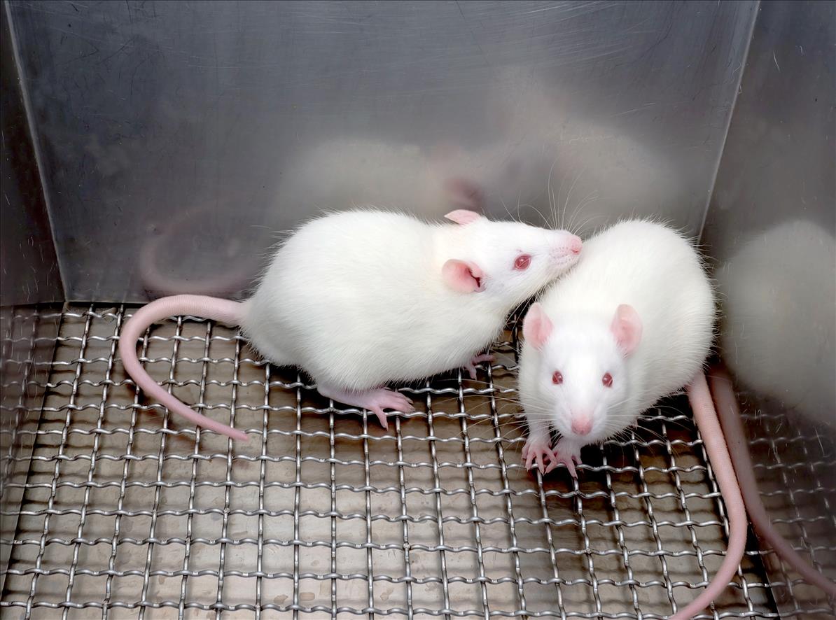 Possible Link Between Alzheimer's Disease And Gut Microbiome Found In Mice  New Study