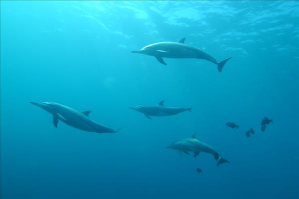 France Under Pressure To Save Dolphins From Trawlers