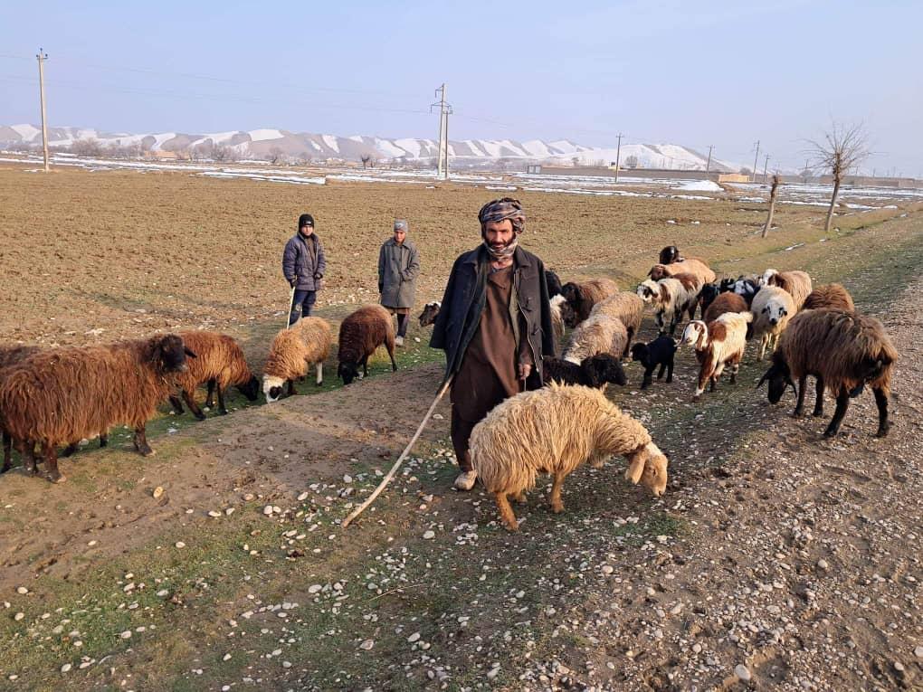 Our Livestock At Risk Of Starvation: Sar-I-Pul Residents