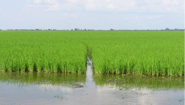 Rice Cultivation In Sudan Experiences And Challenges