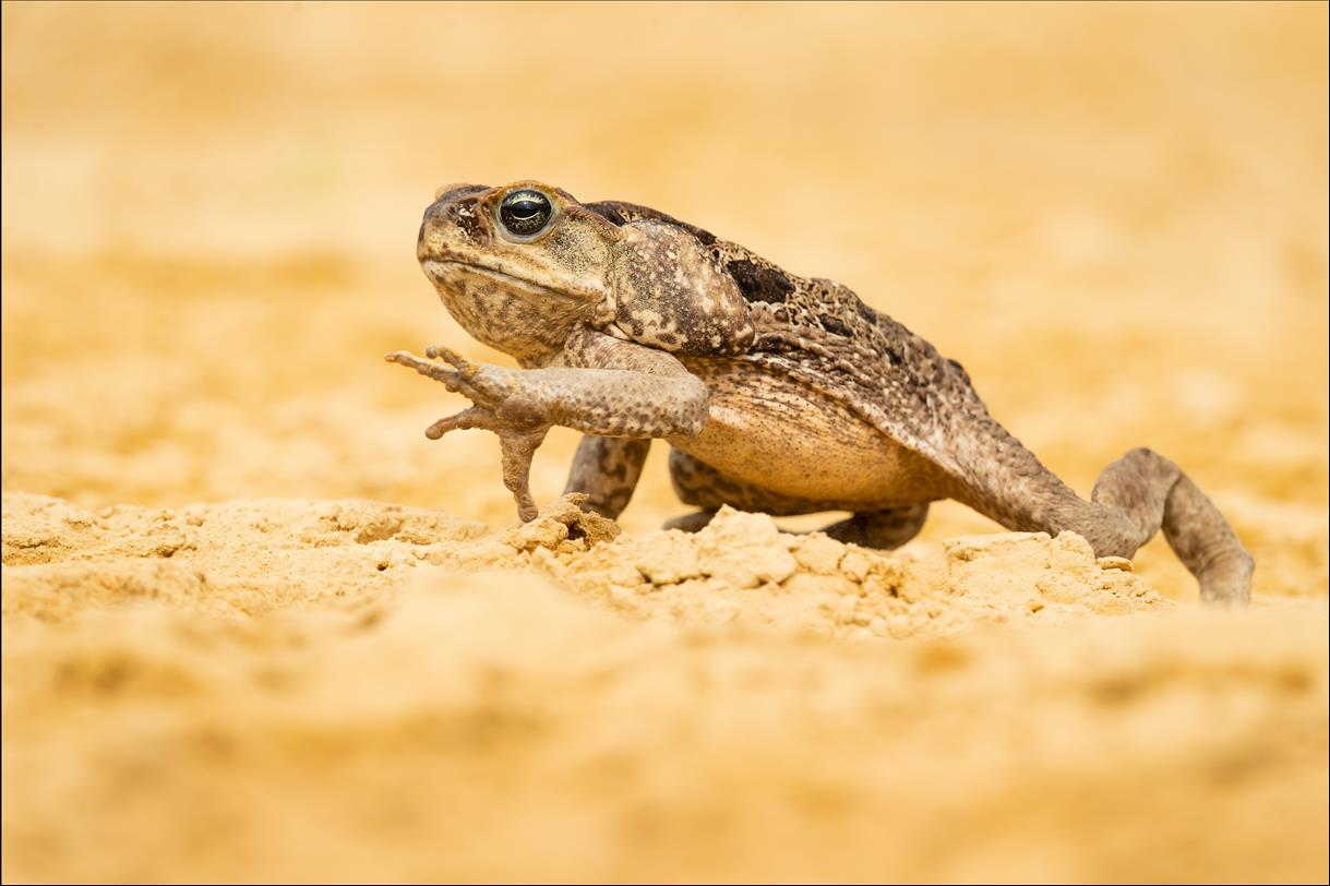 Is 'Toadzilla' A Sign Of Enormous Cane Toads To Come? It's Possible  Toads Grow As Large As Their Environment Allows