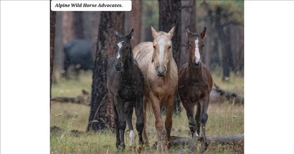 Arizona Introduces Bill To Protect Alpine Wild Horses