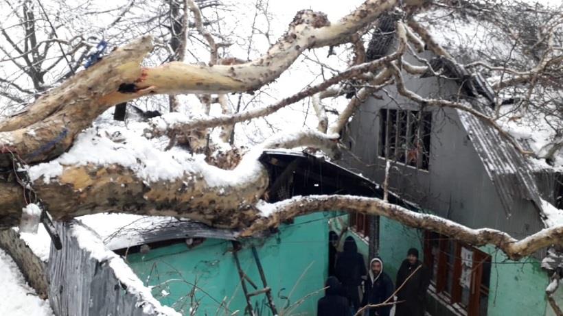 2 Houses Damaged As Chinar Tree Branch Falls On Them In North Kashmir