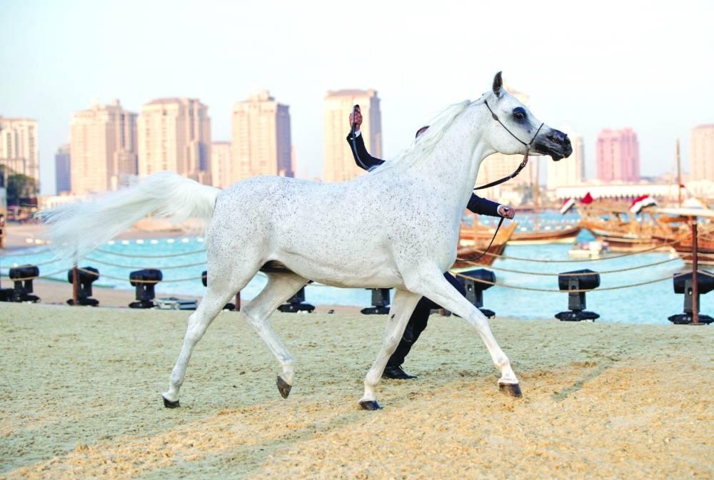 18 Countries To Take Part As Katara Horse Festival Begins Wednesday