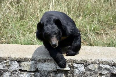  Bears In North Bengal To Be Fitted With Radio Collars For Movement Tracking 