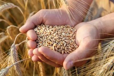  Food Secy Reviews Sale Of Wheat At Nominal Price Of Rs 29.50 Per Kg 