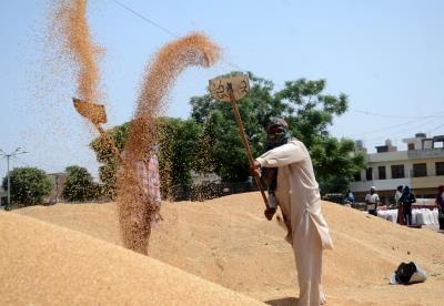  9.2 Lakh Metric Tonnes Of Wheat Sold Through E-Auction By FCI 
