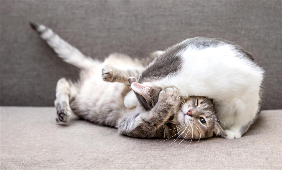 How To Tell When Cats Are Fighting Or Just Playing: Six Important Clues To Watch Out For