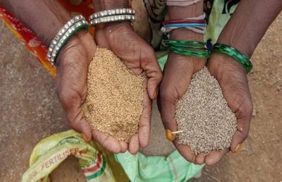  FM's Bullishness On Millets Must Translate Into Benefits For Farmers 